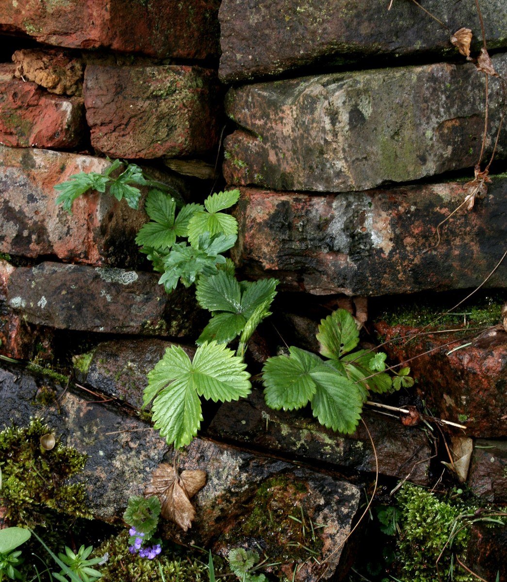 plantje tussen stenen